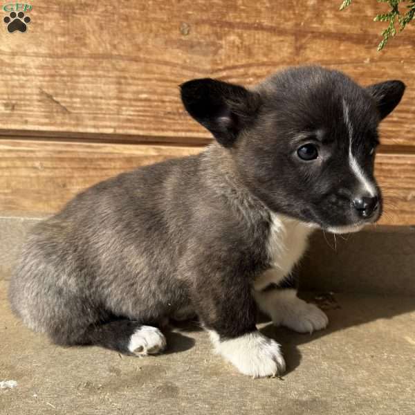 Damper, Pembroke Welsh Corgi Puppy